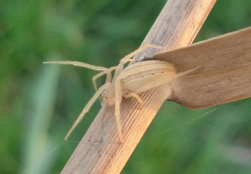 Larinia sp.